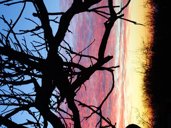 Ljusa Färgglada Sunrise Himlen Bakom Nakna Trädgrenar — Stockfoto