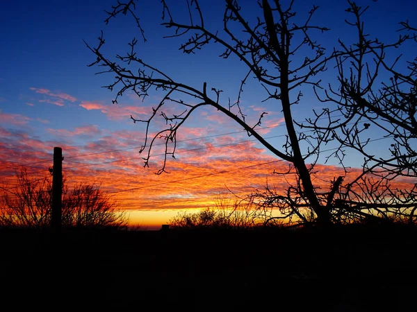 Bright Colourful Sunrise Sky Nude Tree Branches — Stock Photo, Image