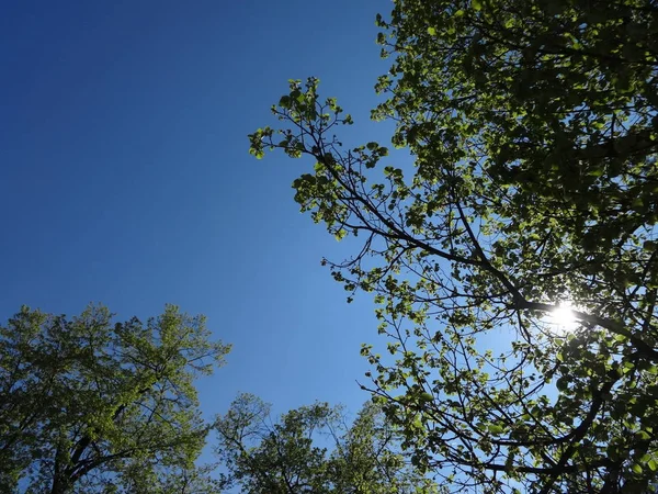 Sonne Hinter Grünen Blätterbäumen Vor Dem Hintergrund Der Blauen — Stockfoto