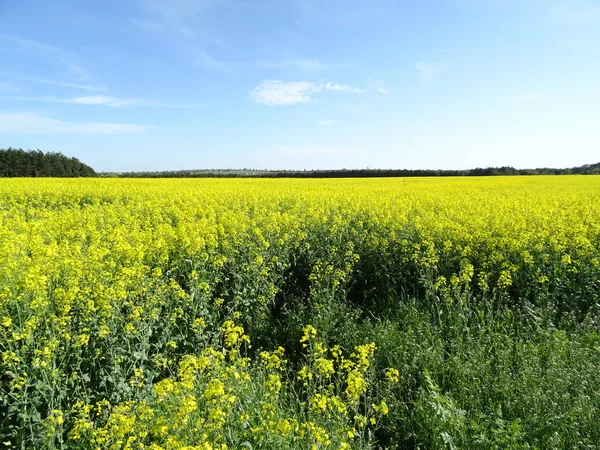 Campo Colza Durante Día — Foto de Stock