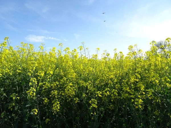 Campo Colza Durante Día — Foto de Stock