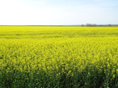 Gündüz vakti Kolza Tarlası 