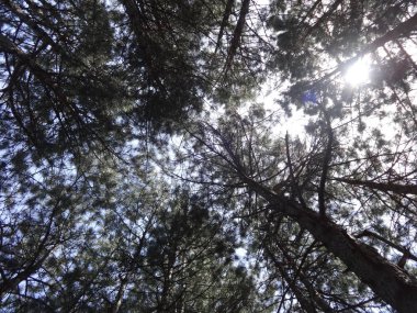 Ağaç Dallarının Ardındaki Güneş ışınlarının Altından Görüntüle
