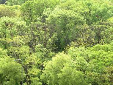 Yeşil orman manzarası