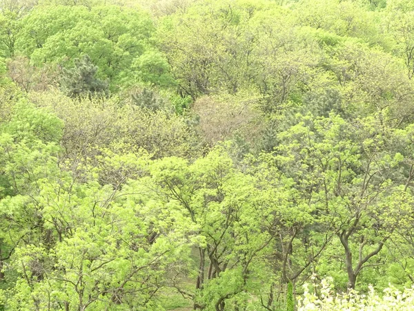 Вид Сверху Топы Зеленого Дерева — стоковое фото