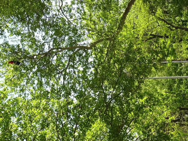 Вид Зеленые Деревья Leaf — стоковое фото