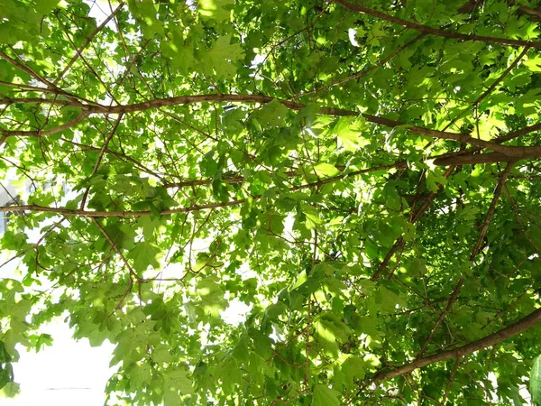 Blick Auf Grüne Blattbäume — Stockfoto