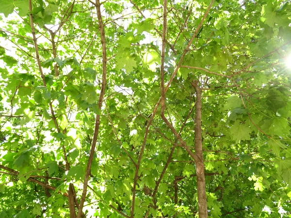 Blick Auf Grüne Blattbäume — Stockfoto