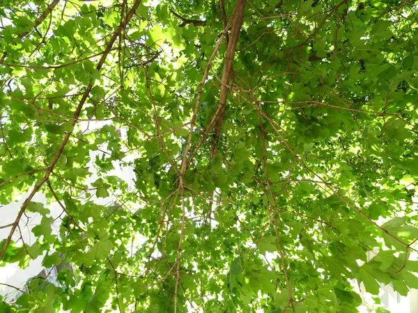 Vista Árvores Folhas Verdes — Fotografia de Stock