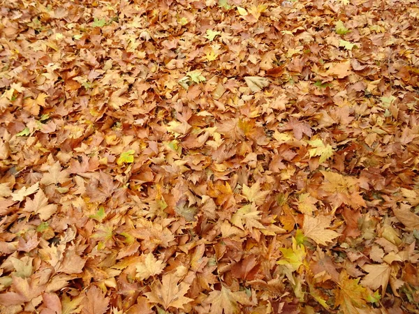 Oranžové Podzimní Listí Zemi — Stock fotografie