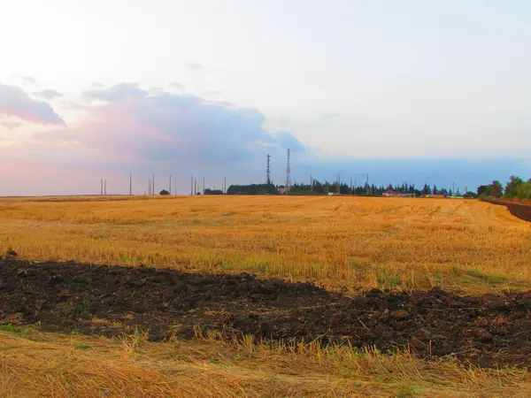 Blick Auf Beschnittenes Weizenfeld — Stockfoto