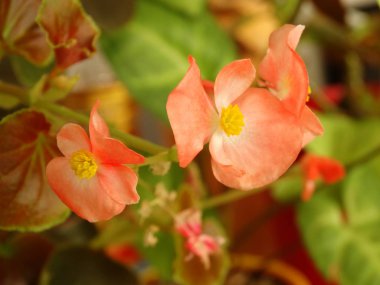 Pembe çiçek çiçek Görünümü Kapat