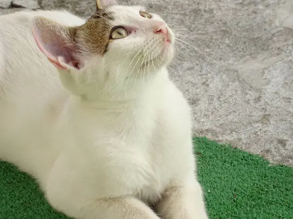 Weiße Miezekatze Tagsüber Auf Der Straße — Stockfoto