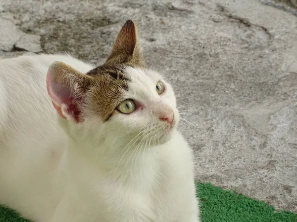 Weiße Miezekatze Tagsüber Auf Der Straße — Stockfoto