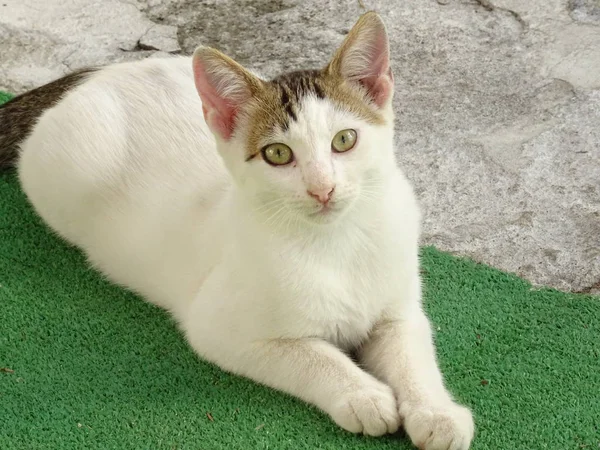 Gatinho Branco Rua Hora Dia — Fotografia de Stock