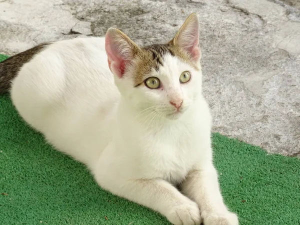 Gatinho Branco Rua Hora Dia — Fotografia de Stock