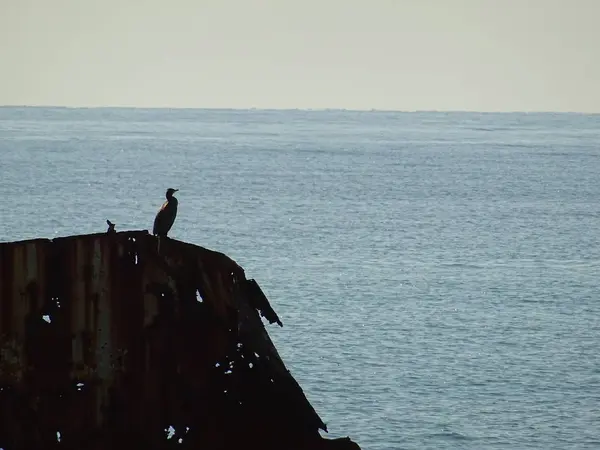 Oiseau Cormoran Sur Les Ruines Rouillées Des Navires Dans Mer — Photo
