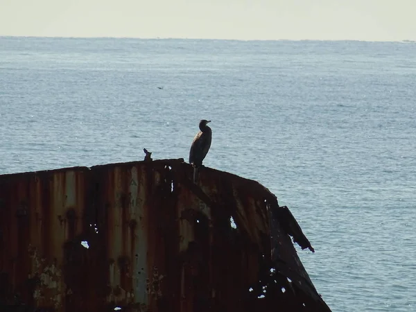 Cormorán Ruinas Barcos Oxidados Mar — Foto de Stock