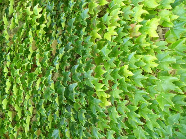 Zöld Kúszó Növény Textúra — Stock Fotó