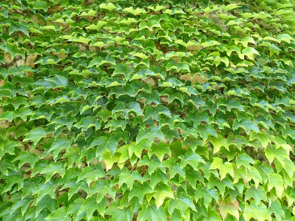 Green Creeping Plant Texture — Stock Photo, Image