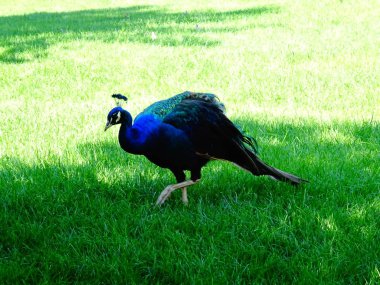 tavuskuşu yeşil çimlerde