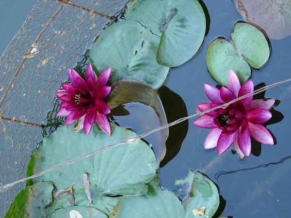 Gölde Bir Pembe Nilüferler — Stok fotoğraf