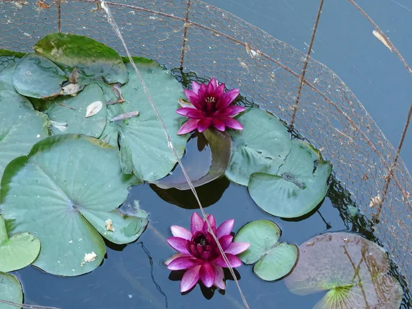 Nénuphars Roses Dans Lac — Photo