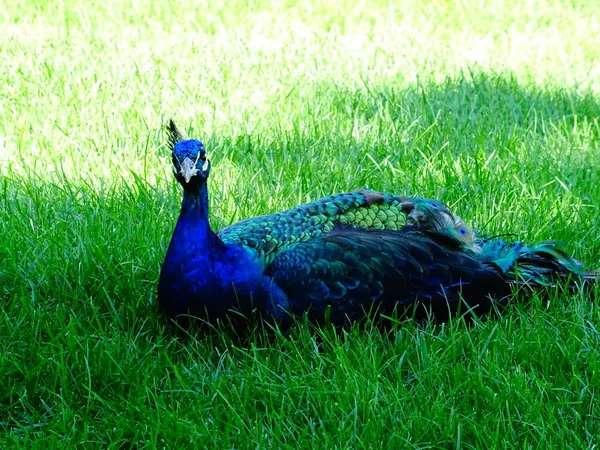 Peacock Green Grass — Stock Photo, Image