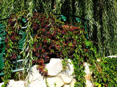 Taş duvara düşen küçük meyveler ile yeşil bitki