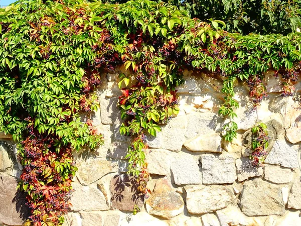 Green Plant Small Fruits Falling Stone Wall — Stock Photo, Image