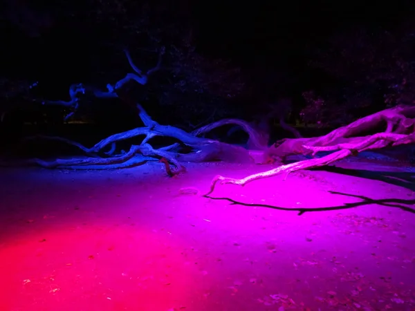 Дерево Просвещенное Фиалке Розовом — стоковое фото