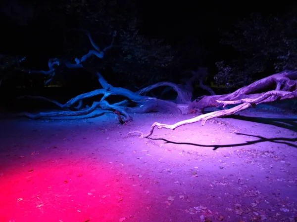 Дерево Просвещенное Фиалке Розовом — стоковое фото