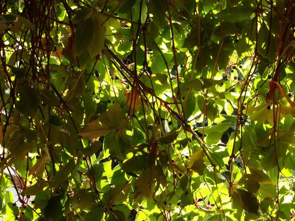 Planta Com Bola Frutos — Fotografia de Stock