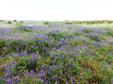 Vahşi menekşe çiçekleri.