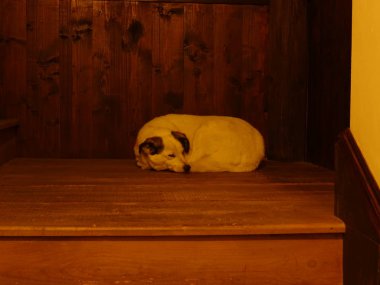 Gece ahşap bir katta uyuyan evsiz köpek