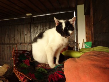 Siyah ve beyaz uykulu kedi