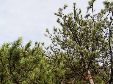 Iğne ağacı dalları görünümü