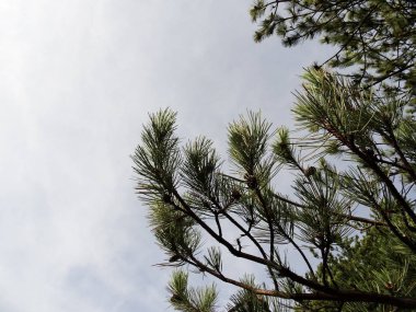 Iğne ağacı dalları görünümü