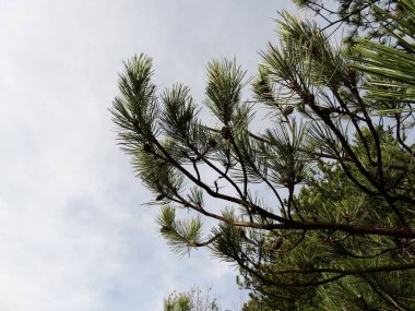 Iğne ağacı dalları görünümü