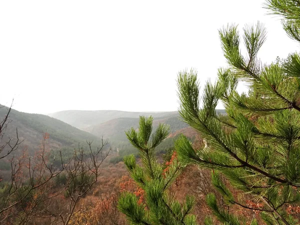 山の背景に針葉樹木の枝 — ストック写真