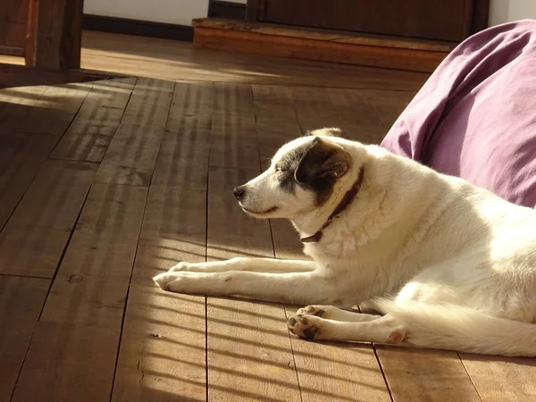 Cão Deitado Chão Madeira — Fotografia de Stock