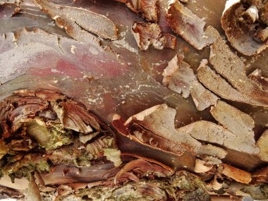 Soyma ağacı kabuğu görünümü