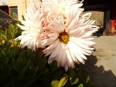 Pembe Bahçe çiçek closeup görünümü