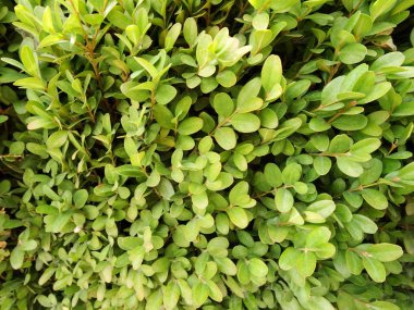 Yeşil bir Kozalaklı çalı görünümünü kapat