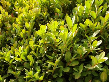 Yeşil bir Kozalaklı çalı görünümünü kapat