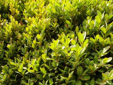 Yeşil bir Kozalaklı çalı görünümünü kapat