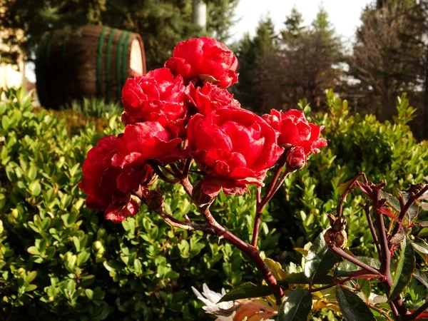 Rote Rosen Einem Garten — Stockfoto