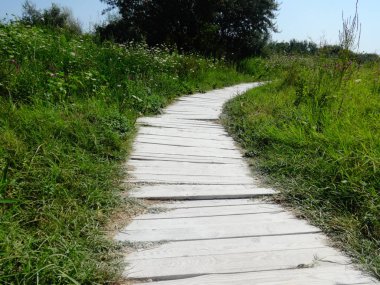 Yeşil çim arasında ahşap yolu