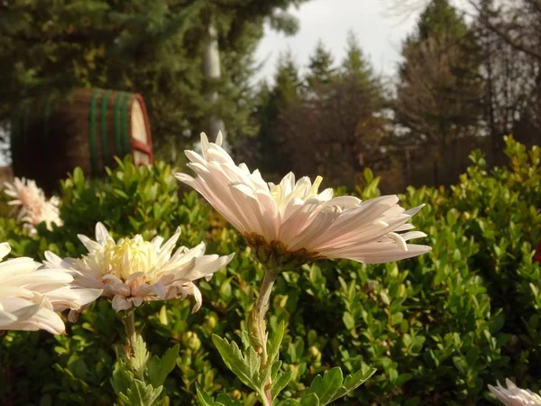 Wyświetlić Zbliżenie Różowe Kwiaty Ogrodowe — Zdjęcie stockowe