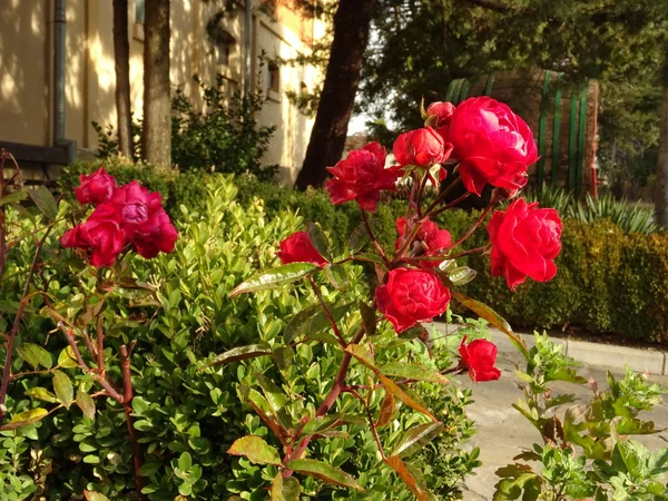 Rosas Rojas Jardín — Foto de Stock